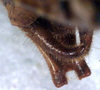 CollectionObject 1533041; f9cf4675-4f04-40ca-be34-686498e2a4f5: male cerci (paratype). (CollectionObject).