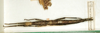 CollectionObject 1562336; bf5e6a6a-ca3a-49bb-987f-8d12faab2441: copyright MNHN, Paris. female (syntype). (CollectionObject).