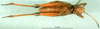 CollectionObject 1501486; 42e15704-7b4a-4a97-bbce-1416c7d8d662, DORSA BA000620S01: male, ventral view (holotype). (CollectionObject).