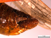 CollectionObject 1593776; 79199064-e0bb-43f5-917d-e3d40cdc5df5: male abdomen tip, lateral view (type of Pararcyptera microptera macedonica?). (CollectionObject).