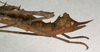 CollectionObject 1560232; NMW 583, 33a0ac54-e9d9-425c-b8a5-5eaa798bbc4e: copyright NMW, Vienna. female: end of abdomen, lateral view (syntype). (CollectionObject).