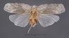 Habitus ventral view on Atracodes fasciculosus (Melichar, 1902): (Observation).