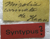 CollectionObject 1505653; a419e4d4-23d7-4d05-9f20-2603990a85e2: labels (probably syntype). (CollectionObject).