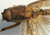 CollectionObject 1517261; dd9501f5-0070-4ee2-8f8c-f0bdda5e1a52: male stridulatory apparatus (holotype). (CollectionObject).