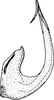 Aedeagus, lateral view on Arocephalus (Arocephalus) languidus (Flor, 1861): Aedeagus, lateral view. (Observation).