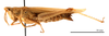 CollectionObject 1538206; 6aead1fc-afce-4f9f-bbae-a244730bddea: female, lateral view (holotype of Pyrgomorpha cyprica Steinmann, 1967). (CollectionObject).