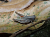 FieldOccurrence 86; 32fff33b-a7bb-41ae-8d9e-6301d0893132; Tanzania
Sigi Trail East Usambara Mountains, 2022/03/20: female. (FieldOccurrence).