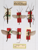 CollectionObject 1557026; bc4addf0-5bf2-4933-8b14-53221f2655d8: copyright MHNG Geneva. female (lectotype of Anophelepis poeyi, top left; paralectotype, top right). (CollectionObject).;CollectionObject 1557027; 2d84b58d-d193-470f-adbf-475a1e62da5c: copyright MHNG Geneva. male, dorsal view of Phasma cubense (lectotype, bottom right). (CollectionObject).