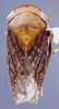 Habitus, dorsal view: (Observation).