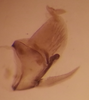 Pygofer, lateral view on Rugosella obrienorum (Freytag & DeLong, 1971): Male holotype [OSU]: pygofer, valve, subgenital plate and anal tube, lateral view. (Observation).