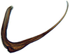 Aedeagus, lateral view on Paradorydiina Evans, 1937: Paradorydium quadrigonum, aedeagus, laterally (INHS). (Observation).