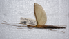CollectionObject 1576275; cfbed35b-2a87-4e89-91ad-3ea8bb5b4e9c: copyright ZRC, Singapore. female, ventral view (holotype). (CollectionObject).