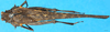 CollectionObject 1502081; 5d6a832d-c1f5-4ddc-9e45-6ef69bfb22ff: female, dorsal view. (CollectionObject).