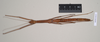 CollectionObject 1559962; NHMUK(SF IMPORT DUPLICATE) 844673, b14b42e5-343f-4133-9ebb-253ec43d2cc6: copyright Natural History Museum, London. female Lonchodes pfeifferae (holotype). (CollectionObject).