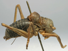 CollectionObject 1520687; 85b53a5e-5735-46bc-ae53-f0986ec977d9: male, lateral view (paratype). (CollectionObject).
