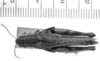 Dichroplus obscurus Bruner, 1900: female, dorsal view. (Otu).