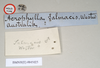 CollectionObject 1558768; 7623db4d-1b11-4835-bb72-88fd2ac14670: copyright Natural History Museum, London. male, data labels of synonym Acrophylla salmacis (holotype). (CollectionObject).