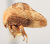 Habitus, lateral view: !! display not done !! on Telamonanthe brevis (Ball, 1903): (Observation).