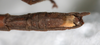CollectionObject 1557782; NMW 64, d8b62e4c-4907-4032-8861-f888a6d85a22: copyright NMW Vienna. male: end of abdomen, ventral view (holotype). (CollectionObject).