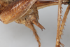 CollectionObject 1505596; 12a843f1-b3c7-4b55-80ef-1855a08ffb82: Male, lateral view (syntype). (CollectionObject).