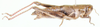 Pezocatantops lobipennis (Sjöstedt, 1933): female, lateral view. (Otu).