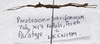 Parabrosoma brevifemurum Seow-Choen, 2018: (Otu).
