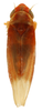 Habitus, dorsal view on Erythridula abolla (McAtee, 1920): Habitus (holotype of E. abolla var. accensa McAtee, USNM collection). (Observation).
