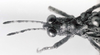 CollectionObject 1506898; 1f2c2497-46a8-48a9-b0c3-8a94adfd83a8: Image C.S. Carbonell. male head and pronotum, dorsal view (holotype). (CollectionObject).