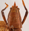 CollectionObject 1534501; MZPW Dohrn collection, 9ba91bef-717d-4d6f-b2f6-3df4e1742f2e: female head and pronotum, dorsal view (holotype). (CollectionObject).
