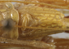 CollectionObject 1538064; 08c3f3ec-64fd-4f27-addd-1744c0067413: male stridulatory apparatus (holotype). (CollectionObject).