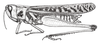 Rhammatocerus palustris Carbonell, 1988: Fig. 1. Female, habitus. (Otu).
