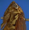 Head on Polana (Culumana) torqua (DeLong & Freytag, 1972): Male specimen [DZRJ]: head, pronotum and mesonotum, lateral view. (Observation).