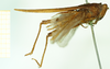 CollectionObject 1531572; 94b0910f-6db8-4a01-8d1e-3b104822eb17: female, lateral view (syntype of Criotettix saginatus). (CollectionObject).