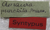 CollectionObject 1505855; d3407ae9-2a7d-453a-af00-79d1ecb72a9e: labels (holotype). (CollectionObject).
