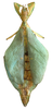 CollectionObject 1561208; da22c0d4-b4ee-4e89-b780-674bde3aa142, NMW 299: © NHMW, NOaS Image Collection; with permission. female, dorsal view (syntype). (CollectionObject).