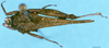 CollectionObject 1505081; 4efe119f-a50a-4294-b757-0160c4209f70, DORSA D163XM01: male, dorsal view (holotype). (CollectionObject).