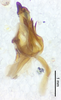 CollectionObject 1523744; 3fac1c77-325b-4392-b4ee-76d2554f09a3: male genitalia, lateral view (holotype). (CollectionObject).