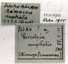CollectionObject 1506894; 55724080-9911-4023-807a-bf1fd4c38938: Image C.S. Carbonell. labels (lectotype). (CollectionObject).