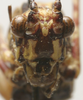 CollectionObject 1535169; 59e0b5fd-ff36-417c-933b-e2a408758763: female face (syntype). (CollectionObject).
