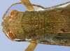 CollectionObject 1580067; 69e60f67-1965-4b70-bcff-324050310e7e: male head and pronotum, dorsal view (paratype). (CollectionObject).