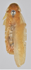 CollectionObject 1552940; 9f1470cd-4694-40b5-86fc-8f76ee9f6174: 13mm. (CollectionObject).