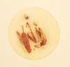 CollectionObject 2071163; 5c79364d-805b-4424-8eaf-854ab89c418e, NHMUK012497068: female and male (syntypes). (CollectionObject).