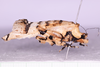CollectionObject 1544708; UDBC<IH> MUD 046 ORT', a58f16bb-e293-475d-80e0-dff33458a730: female, body lateral view (paratype). (CollectionObject).