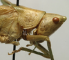 CollectionObject 1538890; 237a5ecb-9a9d-4725-9686-4905309c5e33: male pronotum, lateral view (lectotype). (CollectionObject).