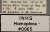Other on Amblysellus dorsti (Oman, 1940): Labels. (Observation).