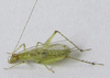 Oecanthus pictus Milach & Zefa, 2015: male. (Otu).
