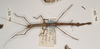 CollectionObject 1561273; 1a6c7736-f0c9-4736-9f29-09515cd4c42c: copyright OUMNH. female (holotype). (CollectionObject).