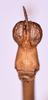 CollectionObject 1572169; 98a85bf0-8706-426e-b716-7a0ade183011: male, frons (holotype). (CollectionObject).