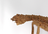 CollectionObject 1562227; a58ba5bd-848a-4ed4-a2b4-73916533b18f: Copyright MNCN, Madrid. male: end of abdomen, lateral view (syntype). (CollectionObject).;CollectionObject 1562228; 04fc29ef-48b7-4a14-bdec-ef4159c0b62c: Copyright MNCN, Madrid. male: end of abdomen, lateral view (syntype). (CollectionObject).