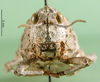 CollectionObject 1502762; 985456e2-261a-43c0-92b8-6e1594d65b38: female, frontal view (allotype of Nocarodes armenus). (CollectionObject).